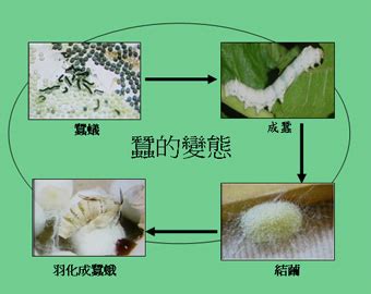 蠶卵幾天孵化|昆蟲的奧秘: 蠶的一生